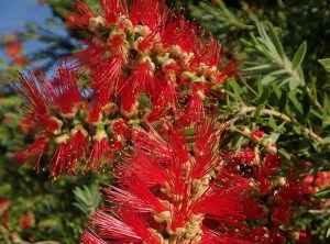 A background image of red flowers with the text, Today’s ‘Truth and Peace’ tip is a personal one. 

Making time each day to be in awe of creation cultivates internal peace.  At the moment, Bottle Brushes and Jacarandas are blooming around our state and the sweet smell of Jasmine is in the air.  These signs of Spring are joyous and uplifting, so take a moment outdoors, find something that captures your attention, and wait a moment to hear their message for you today.  In grounding ourselves with nature, we cultivate peace and wisdom in our hearts. When our hearts are peaceful, we can act accordingly.